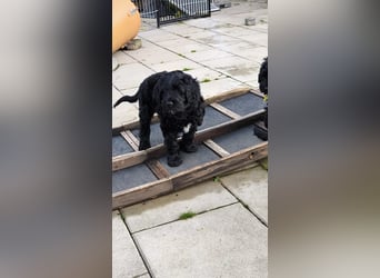 Portugiesische Wasserhund-Welpen