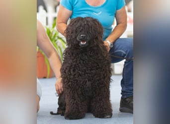 Portugiesische Wasserhund-Welpen