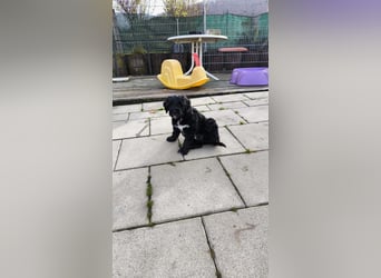 Portugiesische Wasserhund-Welpen