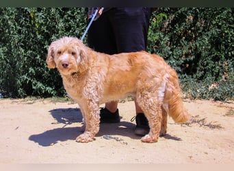 Lebensfrohe Seniorin ❤️ Laika - hat ihr Zuhause verloren !