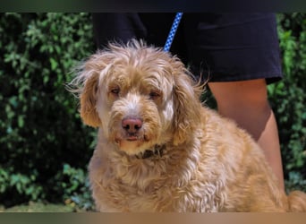 Lebensfrohe Seniorin ❤️ Laika - hat ihr Zuhause verloren !