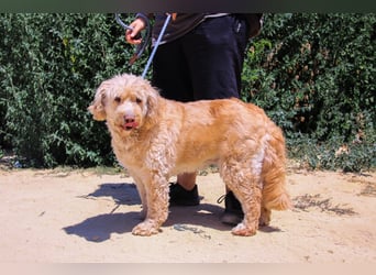 Lebensfrohe Seniorin ❤️ Laika - hat ihr Zuhause verloren !