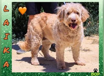 Lebensfrohe Seniorin ❤️ Laika - hat ihr Zuhause verloren !