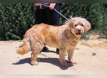 Lebensfrohe Seniorin ❤️ Laika - hat ihr Zuhause verloren !