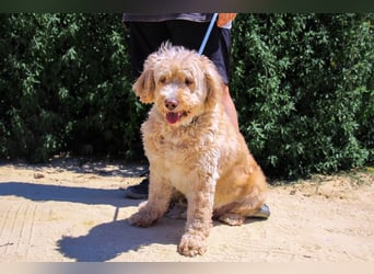 Lebensfrohe Seniorin ❤️ Laika - hat unverschuldet ihr Zuhause verloren !