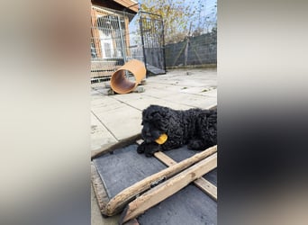 Portugiesische Wasserhund-Welpen