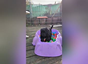 Portugiesische Wasserhund-Welpen