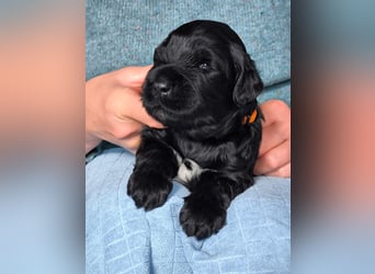 Portugiesische Wasserhund-Welpen