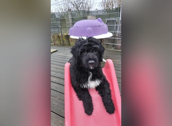 Portugiesische Wasserhund-Welpen