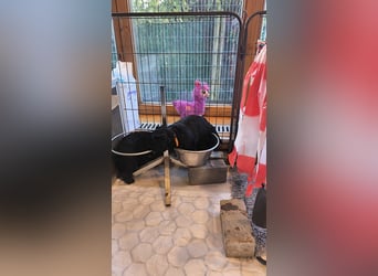 Portugiesische Wasserhund-Welpen