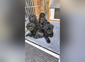 Portugiesische Wasserhund-Welpen