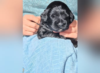 Portugiesische Wasserhund-Welpen