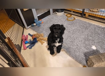 Portugiesische Wasserhund-Welpen