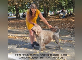 Portugiesische Wasserhund-Welpen