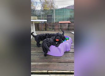 Portugiesische Wasserhund-Welpen