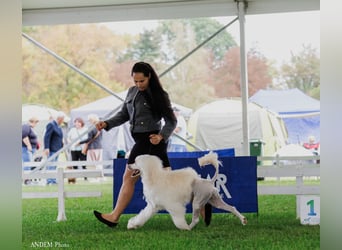 Portugiesischer Wasserhund – geplanter FCI-Wurf im November 2026