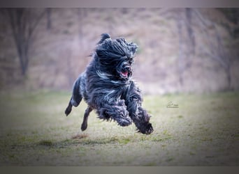 Portugiesischer Wasserhund – geplanter FCI-Wurf im November 2026