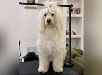 Portugiesischer Wasserhund – geplanter FCI-Wurf im November 2026