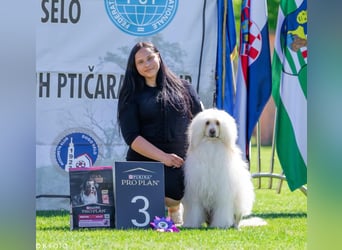 Portugiesischer Wasserhund – geplanter FCI-Wurf im November 2026