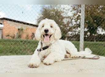 Portugiesischer Wasserhund – geplanter FCI-Wurf im November 2026