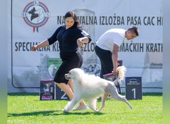 Portugiesischer Wasserhund – geplanter FCI-Wurf im November 2026