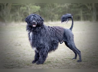 Portugiesischer Wasserhund – geplanter FCI-Wurf im November 2026