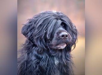 Portugiesischer Wasserhund – geplanter FCI-Wurf im November 2026