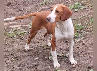 Rosie ♥️ liebevolle, aktive Bracken-Lady