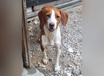 Rosie ♥️ liebevolle, aktive Bracken-Lady