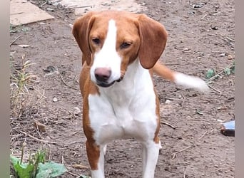 Rosie ♥️ liebevolle, aktive Bracken-Lady