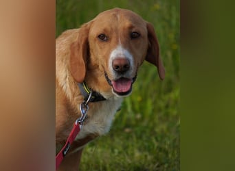 Brina eine Traumhündin