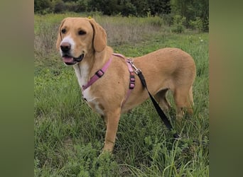 Brina eine Traumhündin