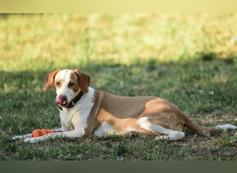 Winter eine wundervolle Seelenhündin Winter eine wundervolle Seelenhündin