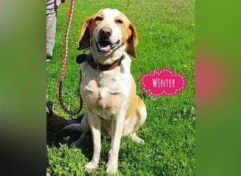 Winter eine wundervolle Seelenhündin Winter eine wundervolle Seelenhündin