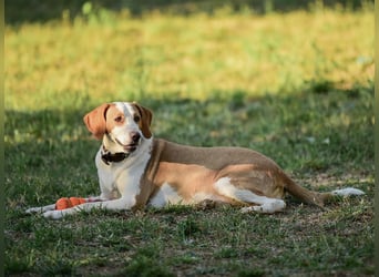 Winter eine wundervolle Seelenhündin Winter eine wundervolle Seelenhündin