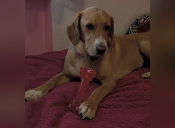 Brina eine Traumhündin