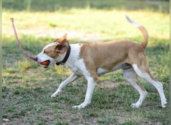 Winter eine wundervolle Seelenhündin Winter eine wundervolle Seelenhündin
