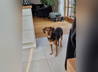 freundliche ältere Bracke Mischlings-Hündin Luna sucht ein Zuhause