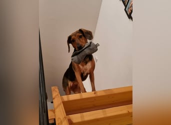 freundliche ältere Bracke Mischlings-Hündin Luna sucht ein Zuhause