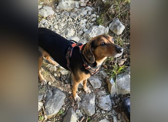 freundliche ältere Bracke Mischlings-Hündin Luna sucht ein Zuhause