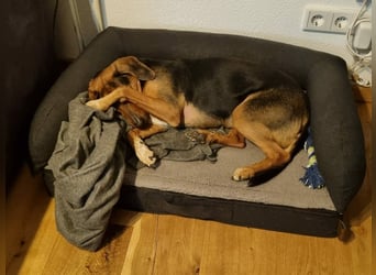 freundliche ältere Bracke Mischlings-Hündin Luna sucht ein Zuhause