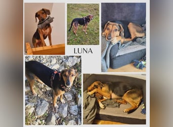 freundliche ältere Bracke Mischlings-Hündin Luna sucht ein Zuhause