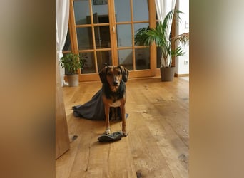 freundliche ältere Bracke Mischlings-Hündin Luna sucht ein Zuhause