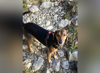 freundliche ältere Bracke Mischlings-Hündin Luna sucht ein Zuhause