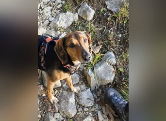 freundliche ältere Bracke Mischlings-Hündin Luna sucht ein Zuhause