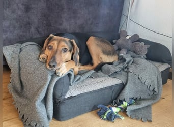 freundliche ältere Bracke Mischlings-Hündin Luna sucht ein Zuhause