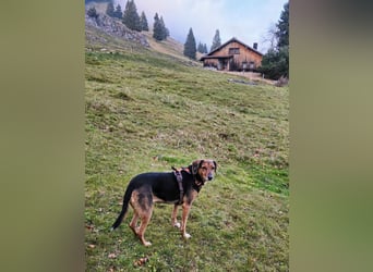 freundliche ältere Bracke Mischlings-Hündin Luna sucht ein Zuhause