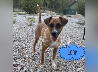 Coop ein wundervolles Wesen