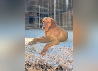 Jungrüde ♥Veit♥ aktiver Schmuse-Schatz