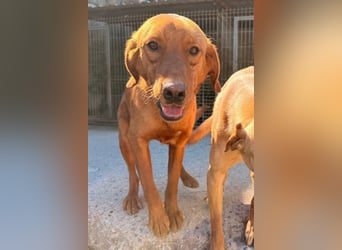 Jungrüde ♥Veit♥ aktiver Schmuse-Schatz